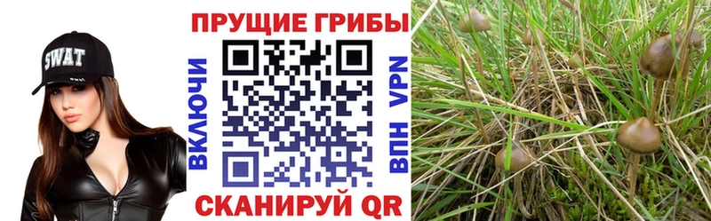 Псилоцибиновые грибы мицелий  Осинники 