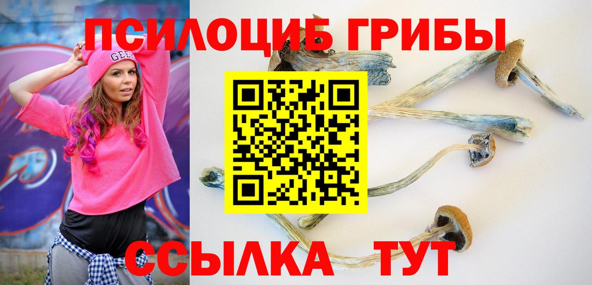 Галлюциногенные грибы Cubensis Осинники